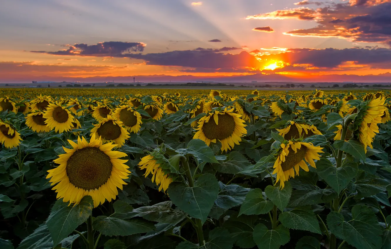 Photo wallpaper field, summer, leaves, the sun, clouds, rays, light, sunflowers