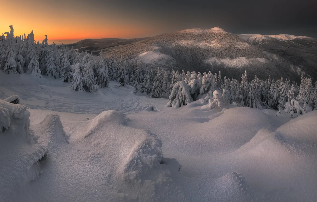 Photo wallpaper winter, forest, snow, landscape, nature, hills, ate, the snow