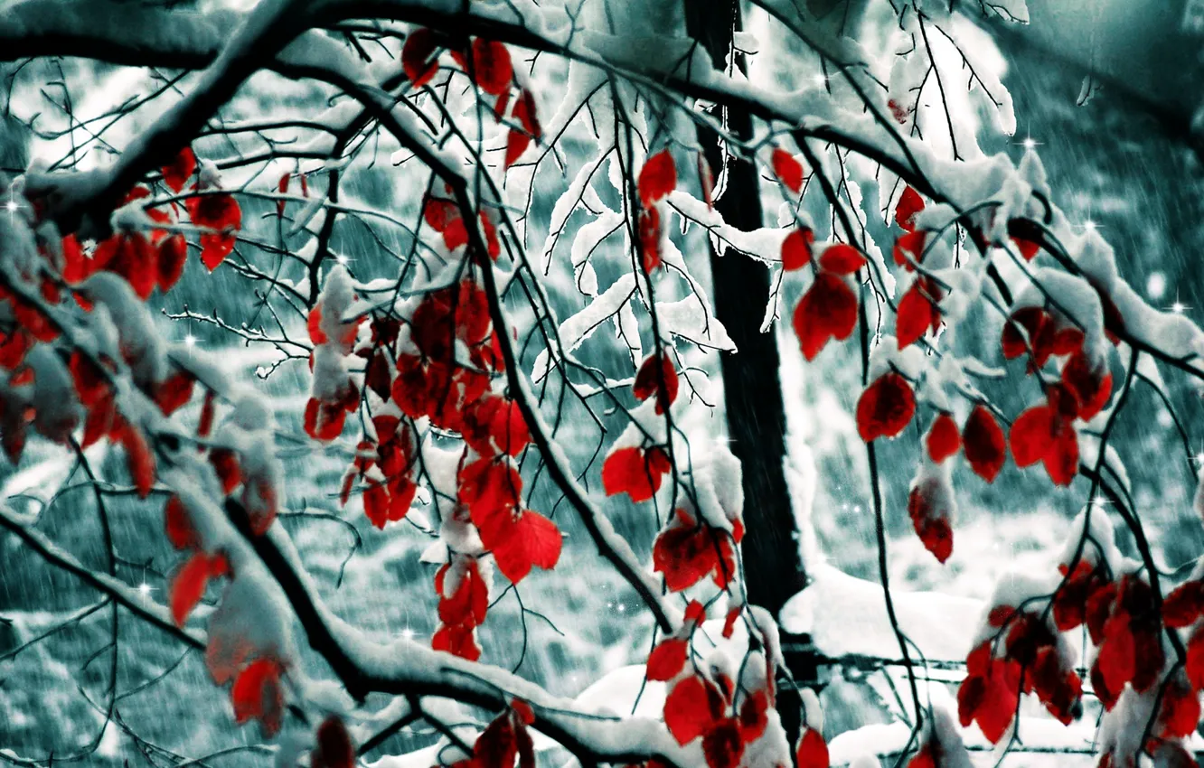 Photo wallpaper winter, leaves, snow, trees, branches, nature, trees, nature