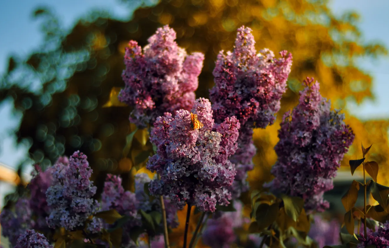 Photo wallpaper the sky, butterfly, lilac, bokeh