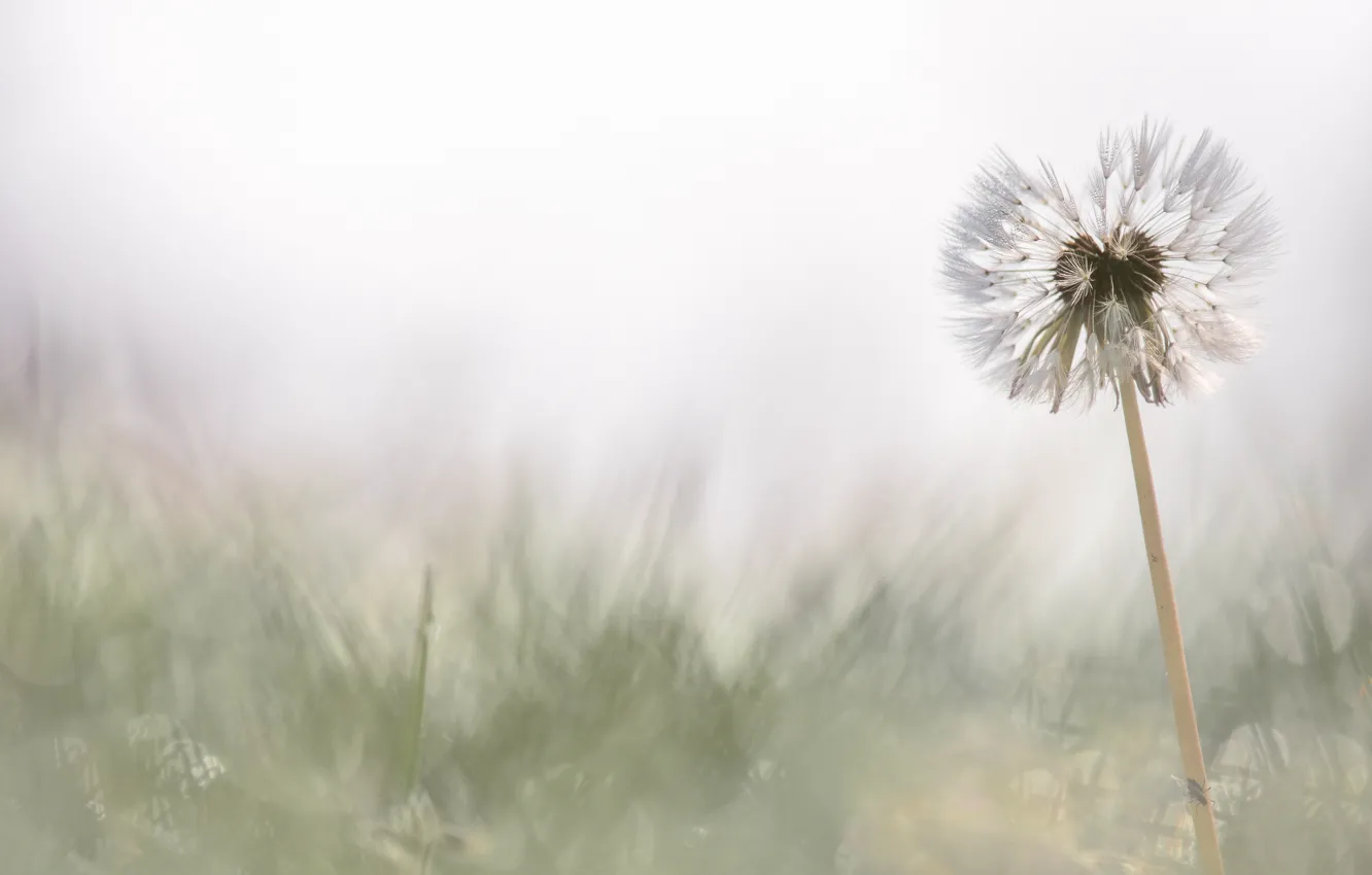 Photo wallpaper white, flower, grass, dandelion, glade, blur, spring, light background