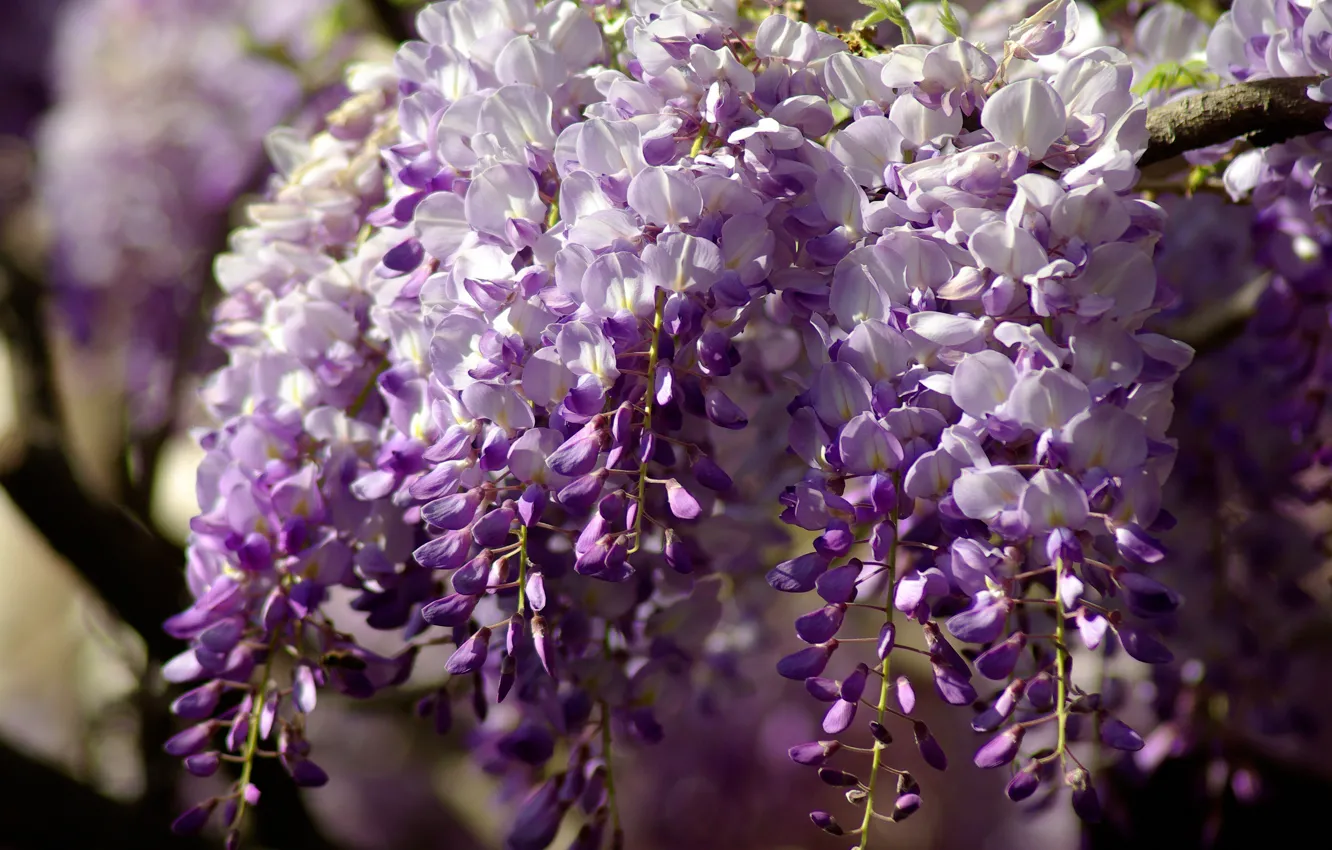 Photo wallpaper light, flowers, branches, a lot, inflorescence, lilac, bokeh, Wisteria