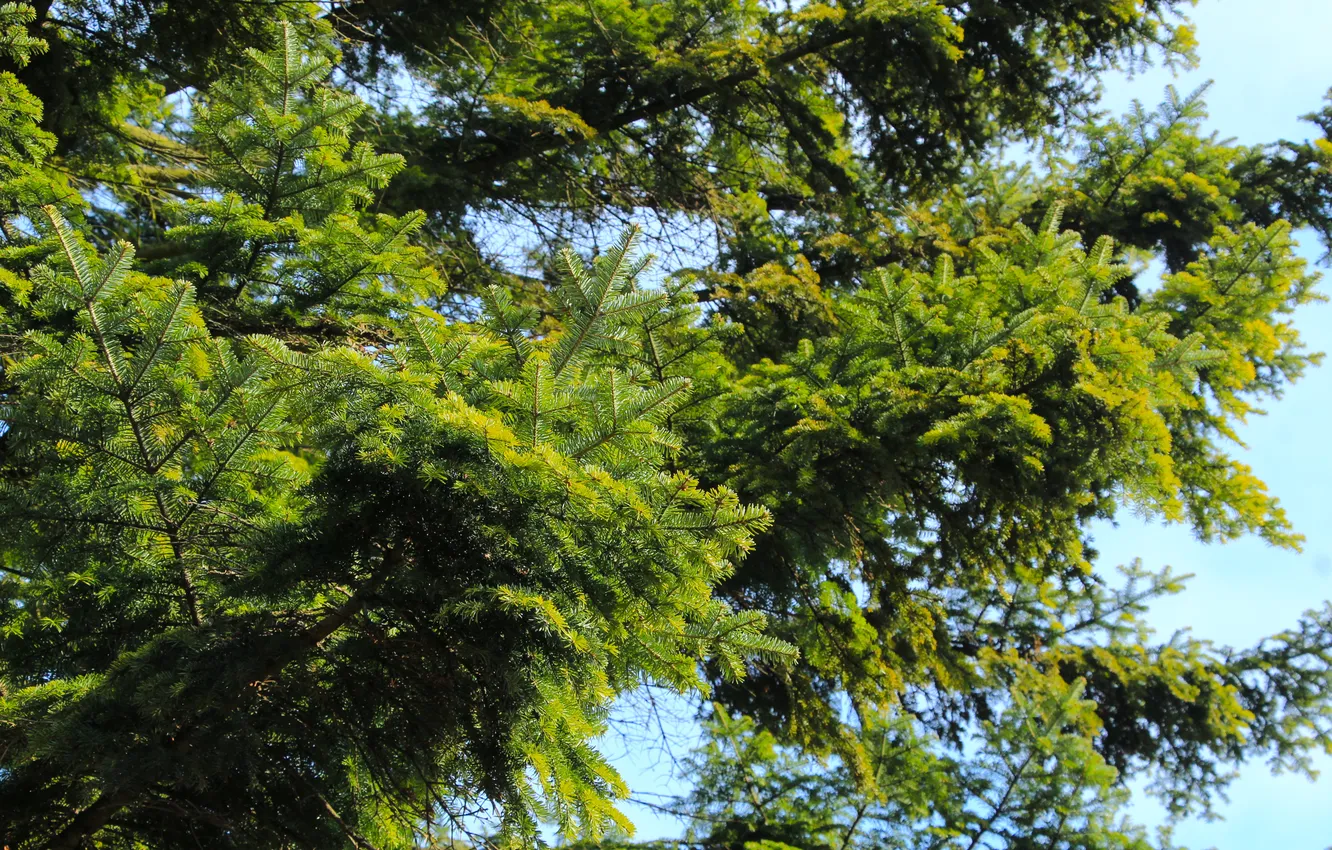 Photo wallpaper green, tree, twig