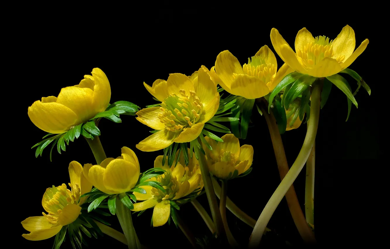 Photo wallpaper the dark background, Vesennik, erantis