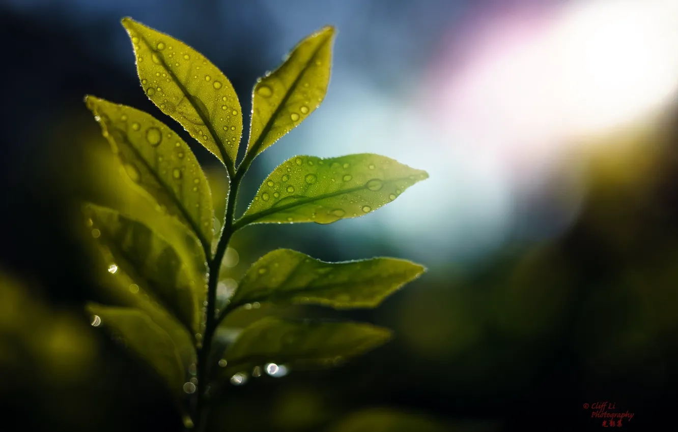 Photo wallpaper leaves, drops, macro, light, glare, branch, green