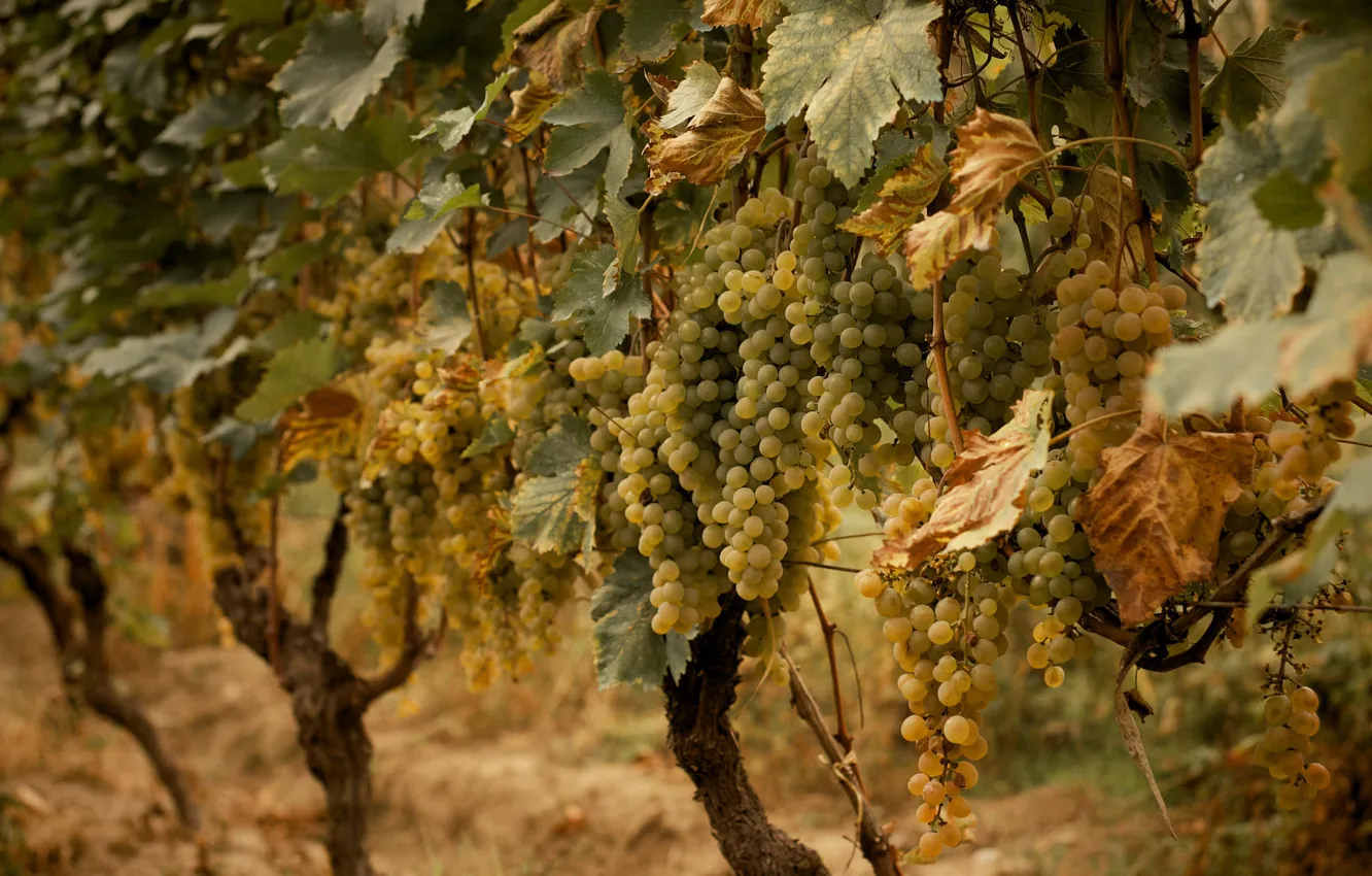 Photo wallpaper autumn, leaves, branches, nature, green, garden, harvest, grapes