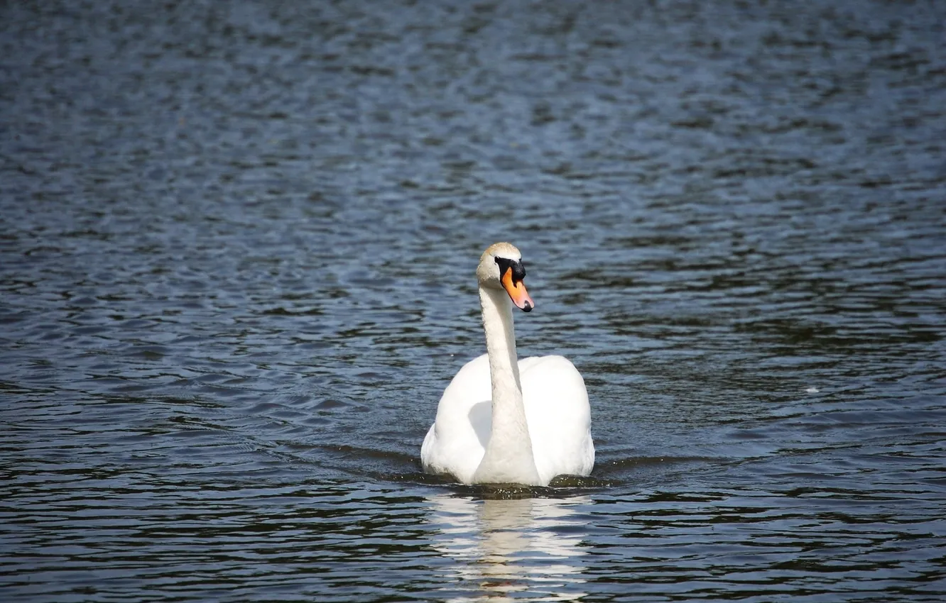 Photo wallpaper water, grace, white Swan