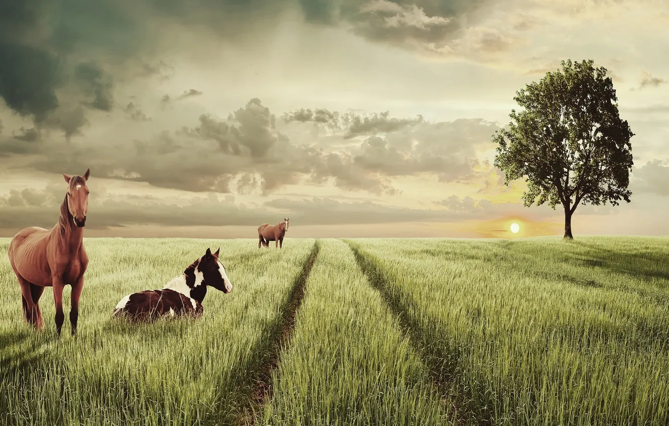 Photo wallpaper field, animals, tree, horses