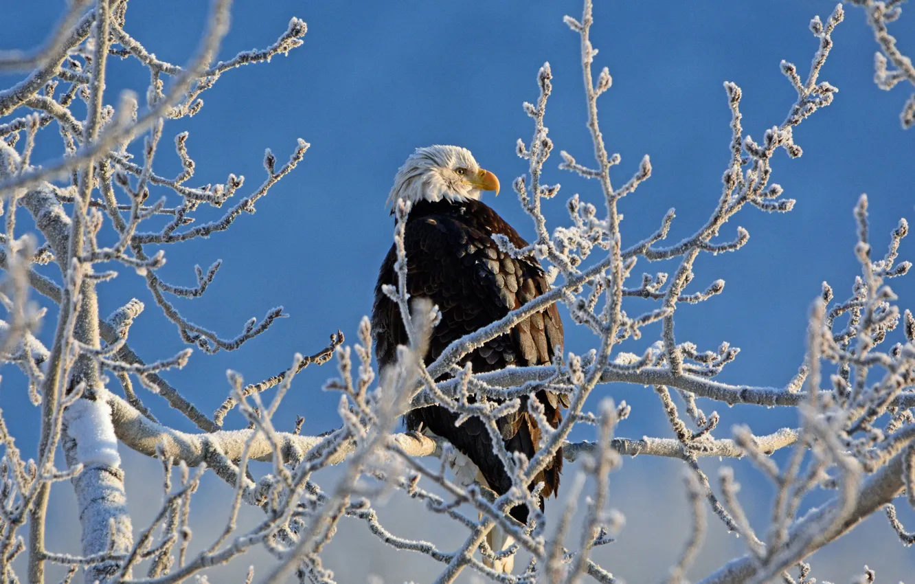 Photo wallpaper frost, trees, branches, bird, bald eagle
