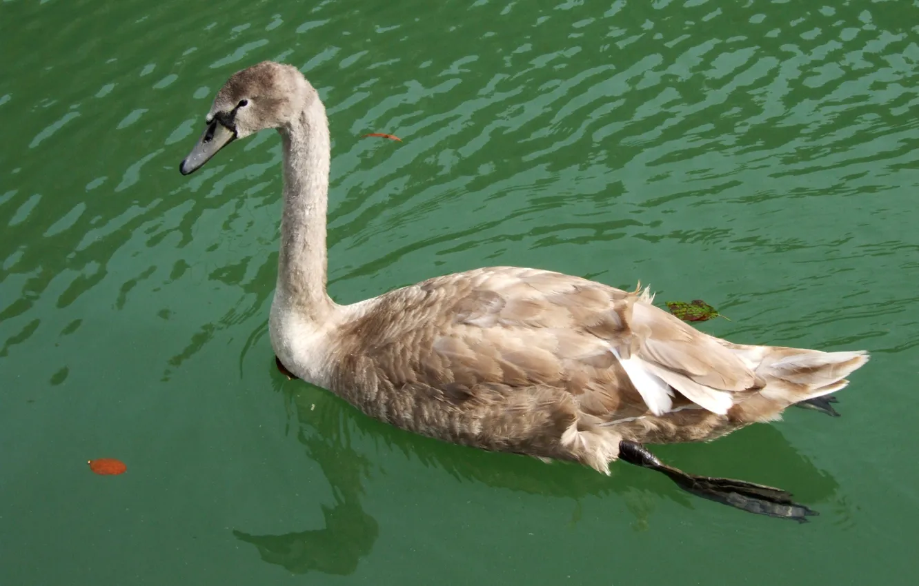 Photo wallpaper swan, bird, lake, animal, swimming, young swan