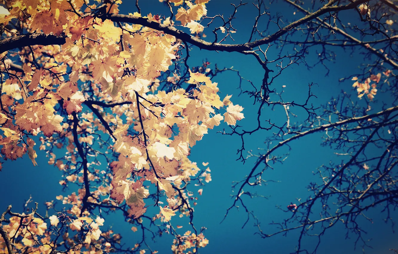 Photo wallpaper autumn, the sky, leaves, branches, tree, yellow, crown