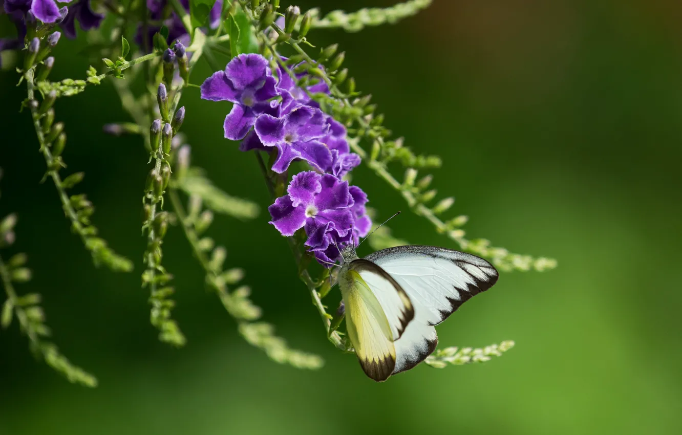 Photo wallpaper purple, butterfly, duranta