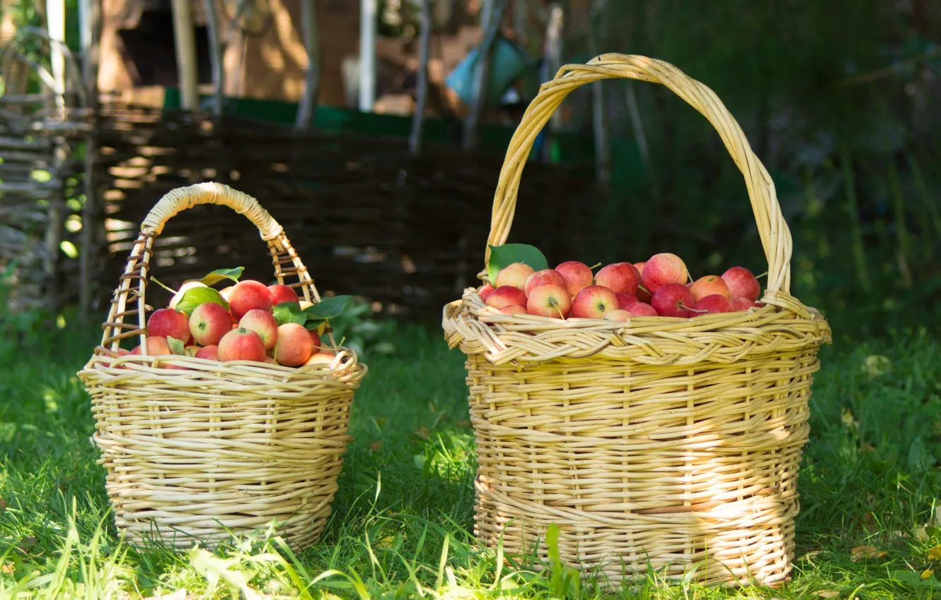 Photo wallpaper summer, grass, red, basket, glade, apples, the fence, garden