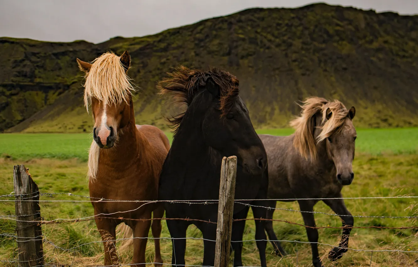 Photo wallpaper field, mountains, nature, the fence, horses, horse, the fence, trio