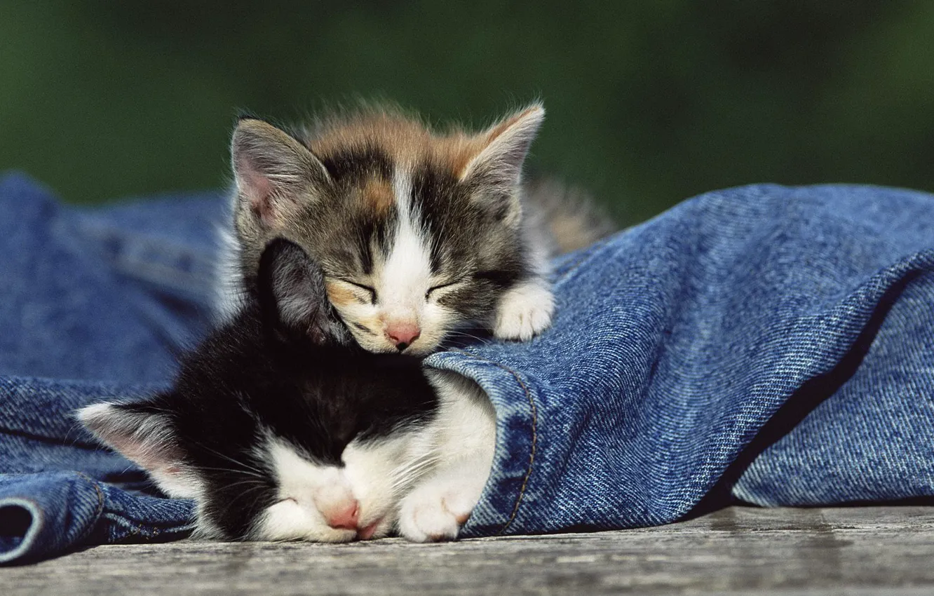 Photo wallpaper animals, tenderness, jeans, kittens, kids, sleeping kittens