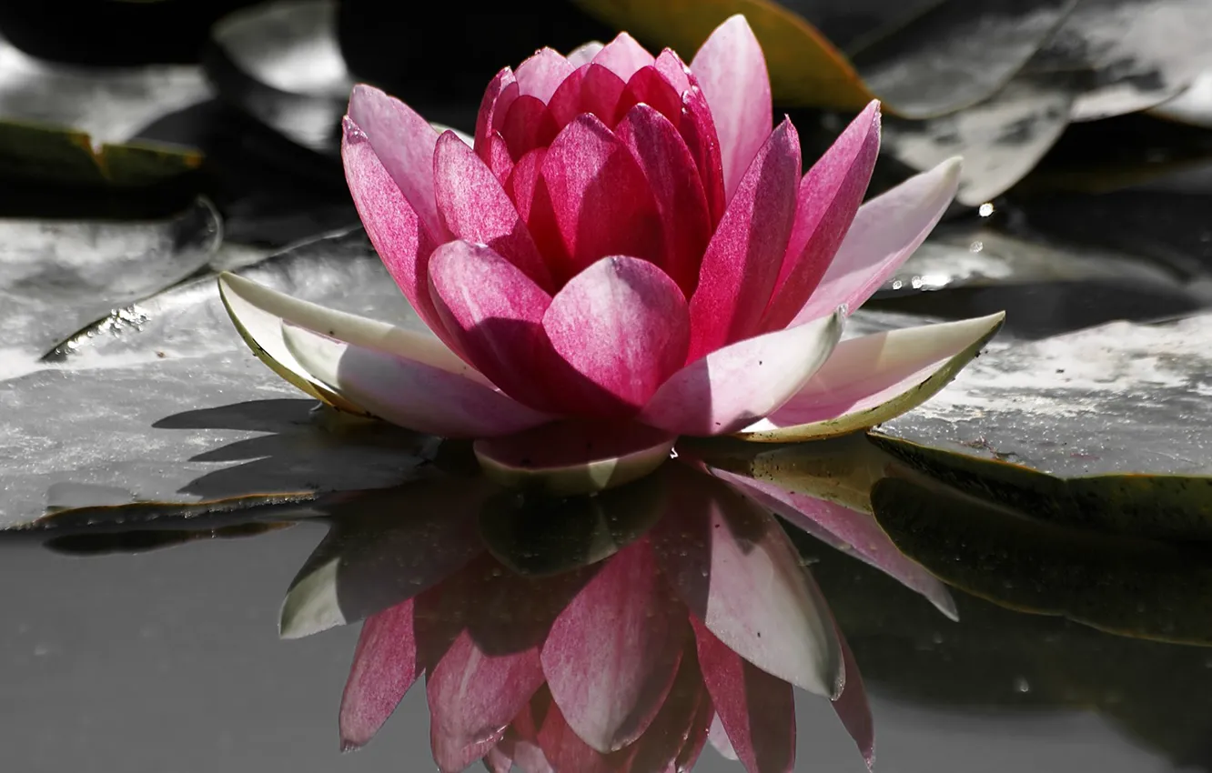 Photo wallpaper water, flowers, Lotus, Lily