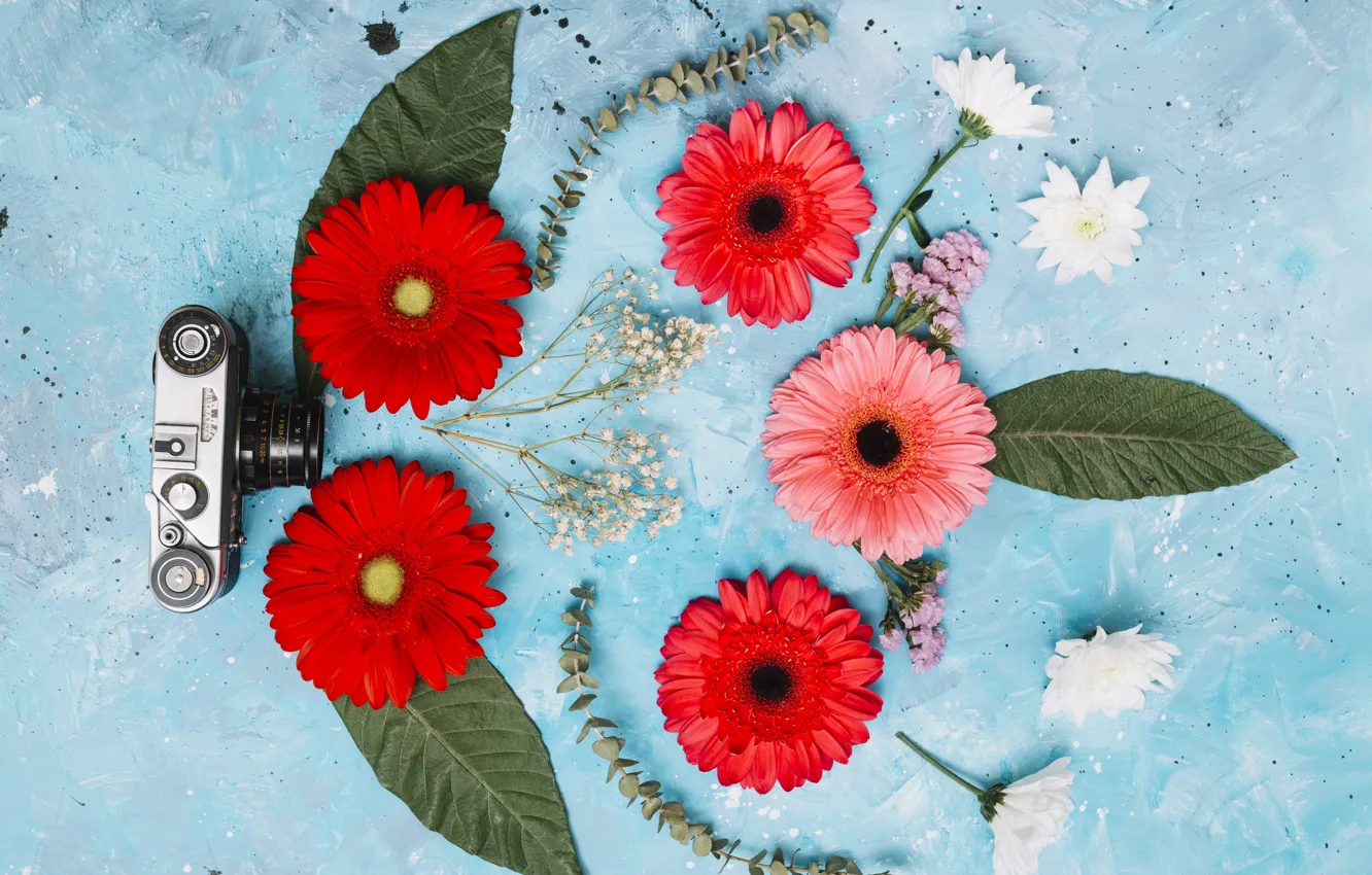 Photo wallpaper leaves, flowers, background, gerbera, fotoapparat