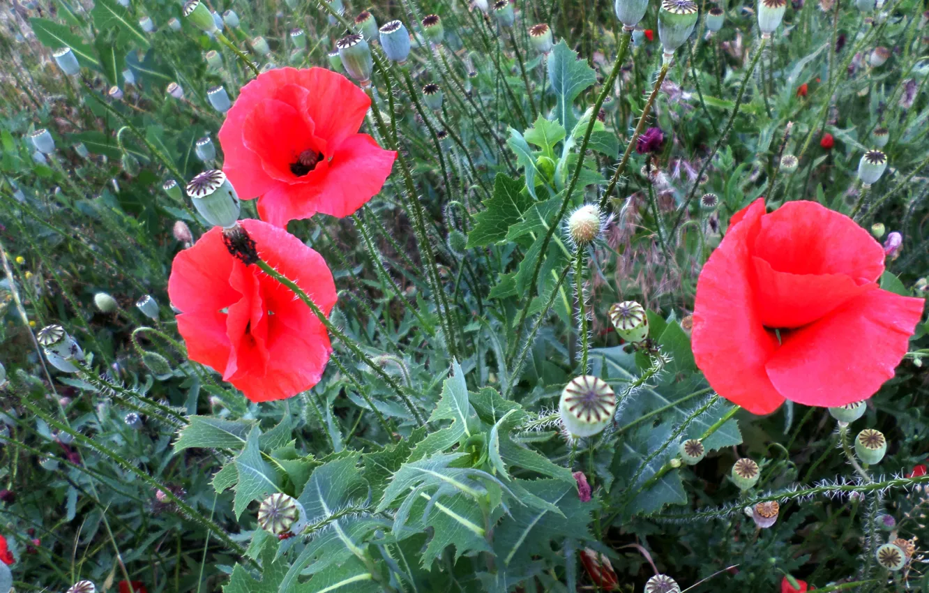 Photo wallpaper summer, grass, flowers, Maki, meadow, field