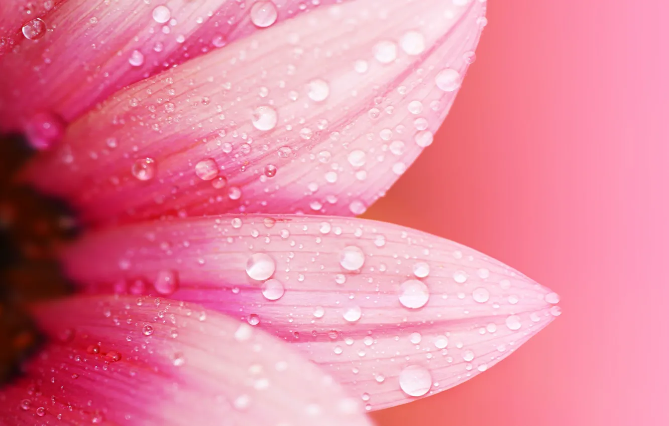 Photo wallpaper flower, water, drops, macro, flowers, Rosa, background, pink