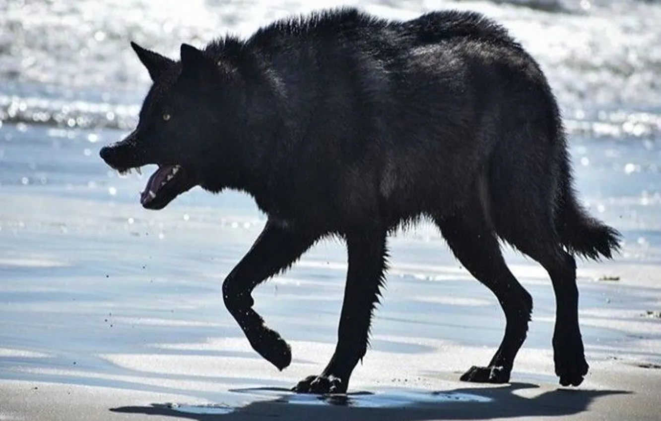 Photo wallpaper Predator, nature, snow, face, animal, wolf, canis lupus, wildlife