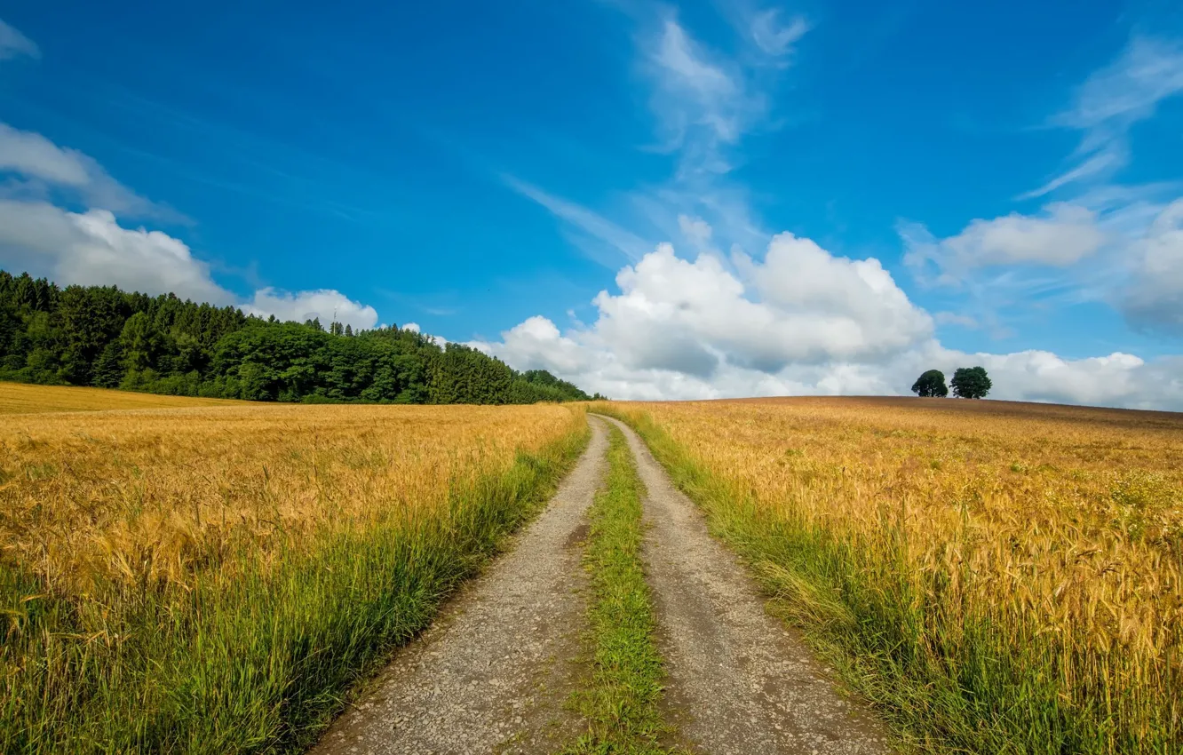 Photo wallpaper wheat, field, landscape, nature, beauty, path