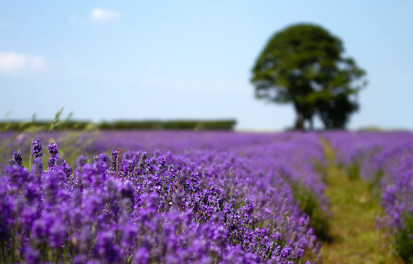 Photo wallpaper field, nature, tree, lavender, razmytost