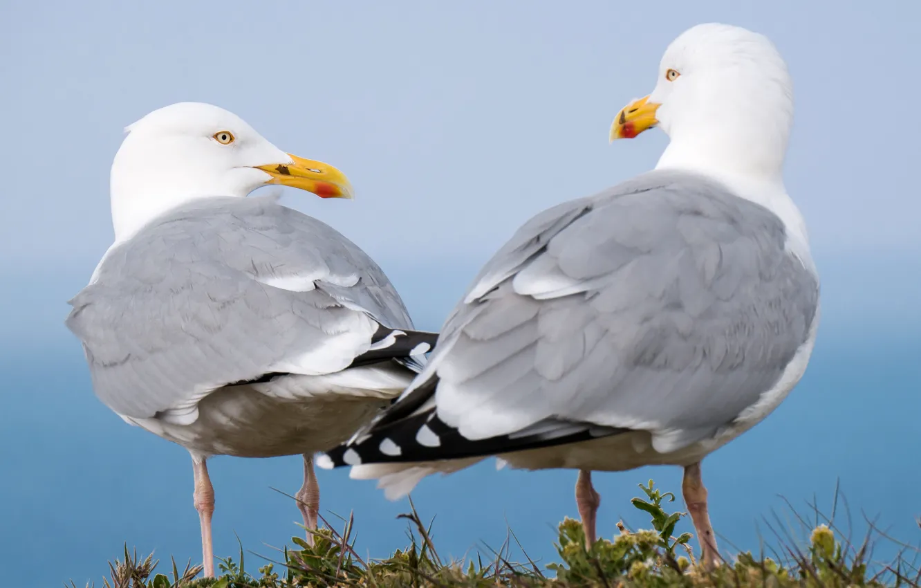 Photo wallpaper bird, two, seagulls, pair, closeup