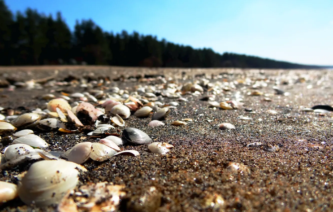 Photo wallpaper sand, sea, beach, shell