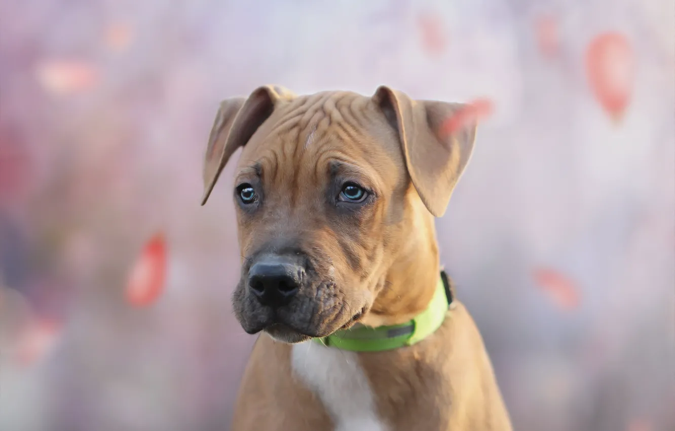 Photo wallpaper look, background, each, puppy