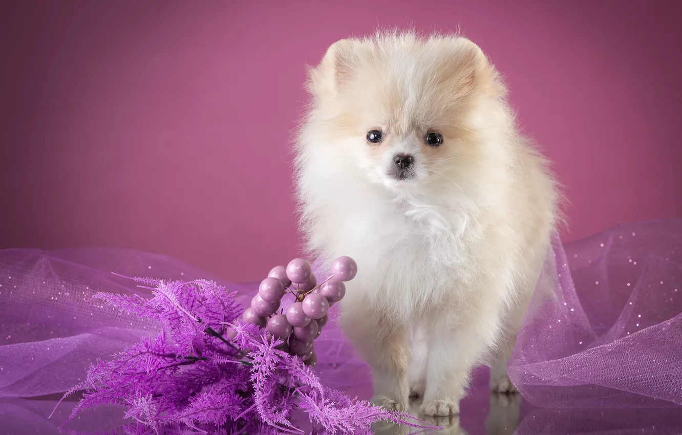 Photo wallpaper white, puppy, veil, decor, Spitz