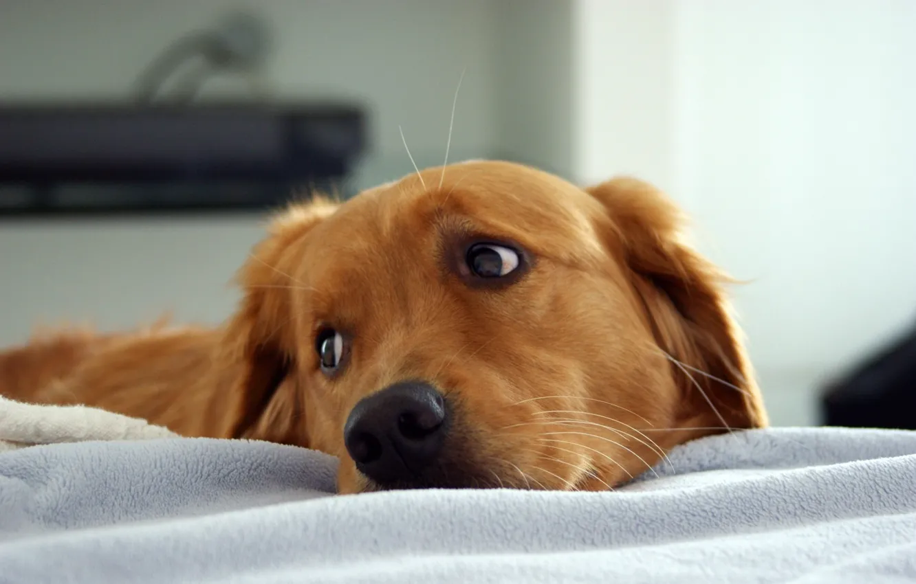 Photo wallpaper look, dog, sad face