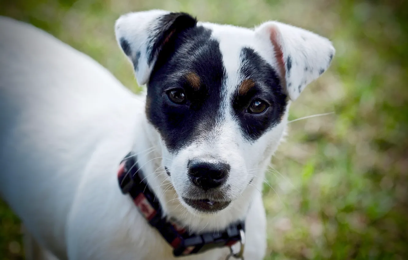 Photo wallpaper look, each, dog, ears