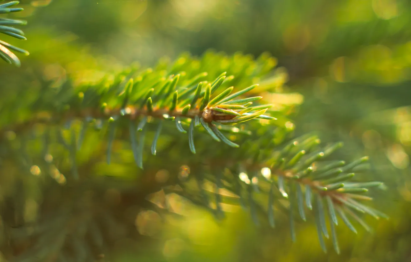 Photo wallpaper green, tree, spruce, twig