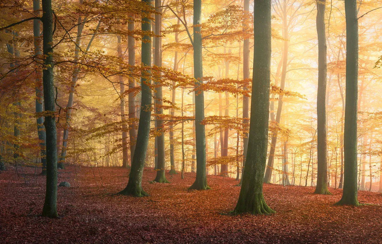 Photo wallpaper forest, trees, autumn, fog