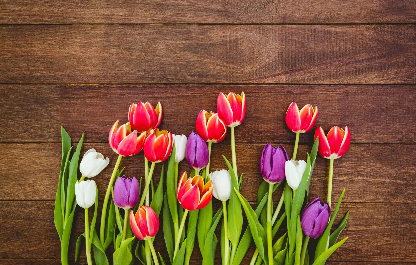 Photo wallpaper flowers, colorful, tulips, red, white, fresh, wood, flowers