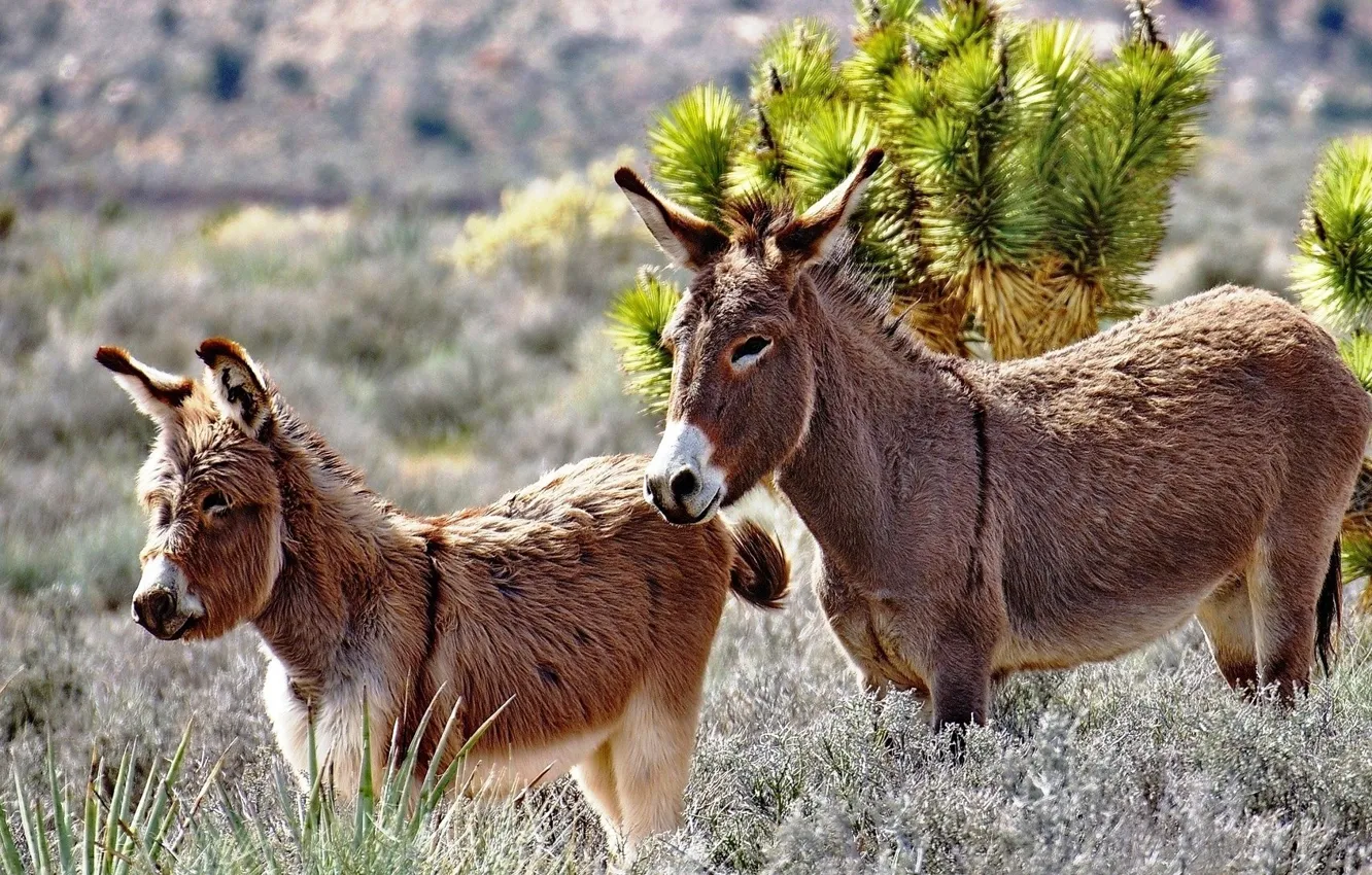 Photo wallpaper two, meadow, Donkeys