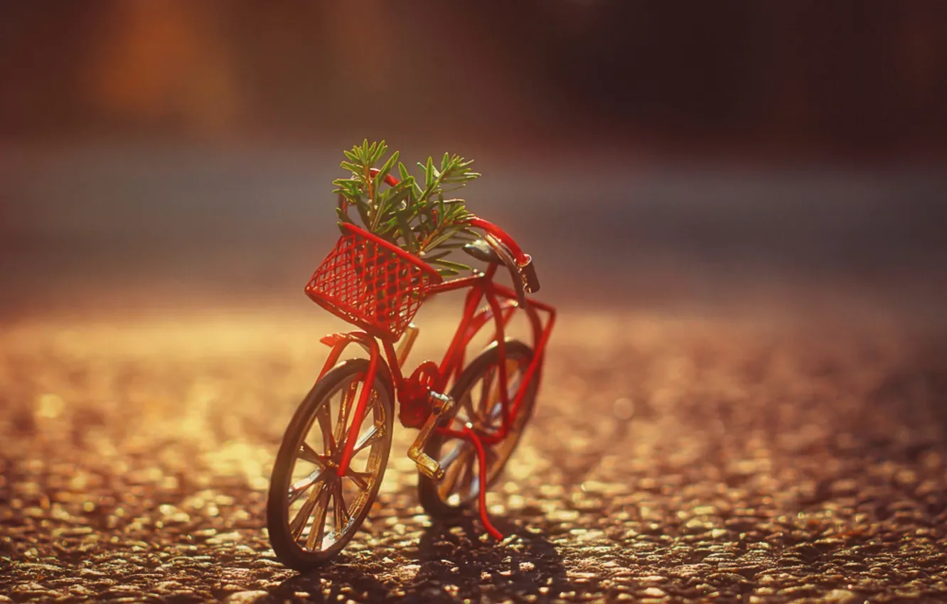 Photo wallpaper bike, basket, Bush, shadow, sunlight