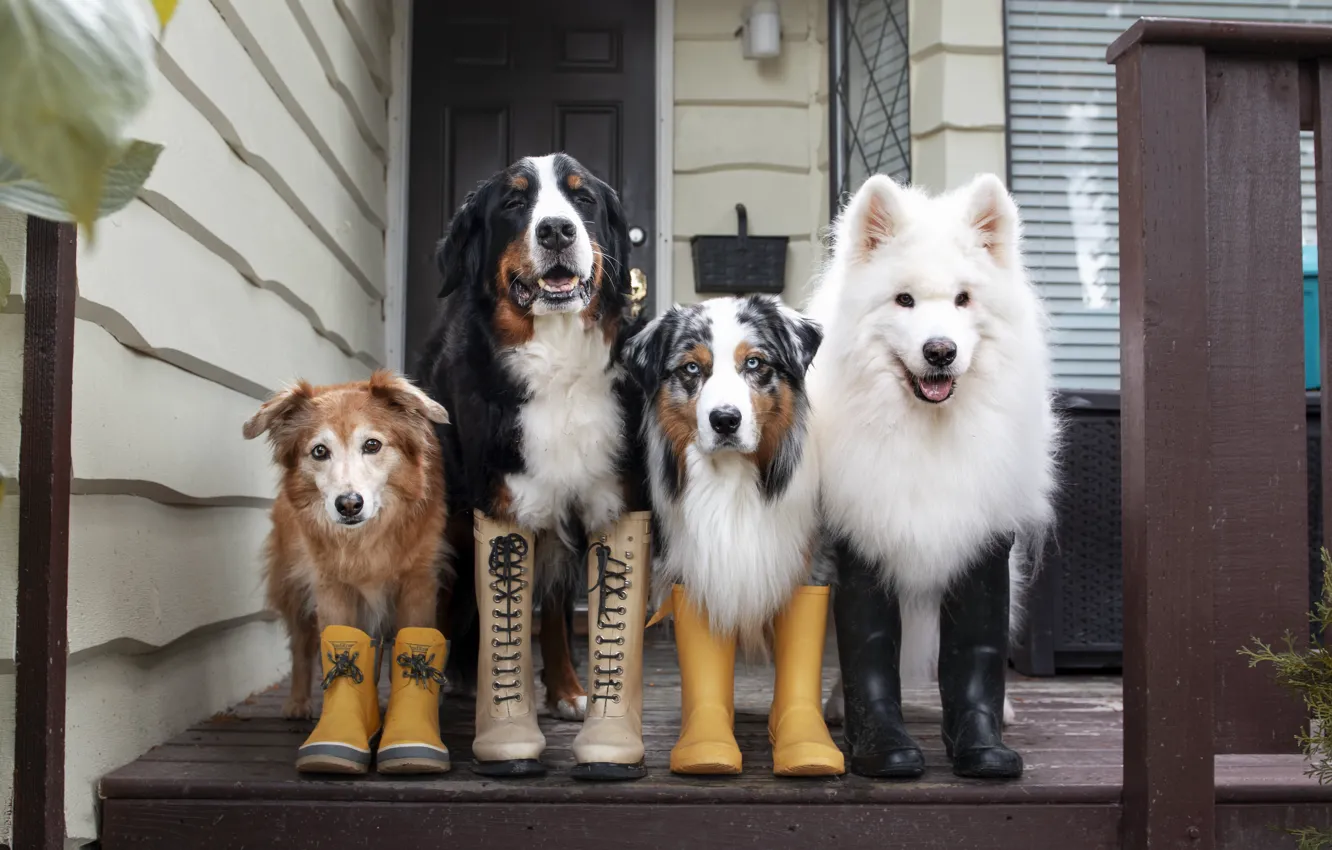 Photo wallpaper look, pose, dog, face, Samoyed