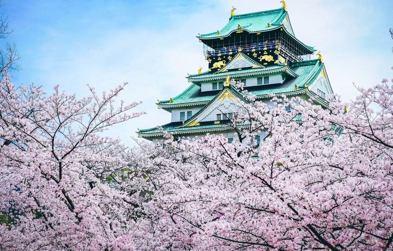 Photo wallpaper castle, Japan, Sakura, pagoda