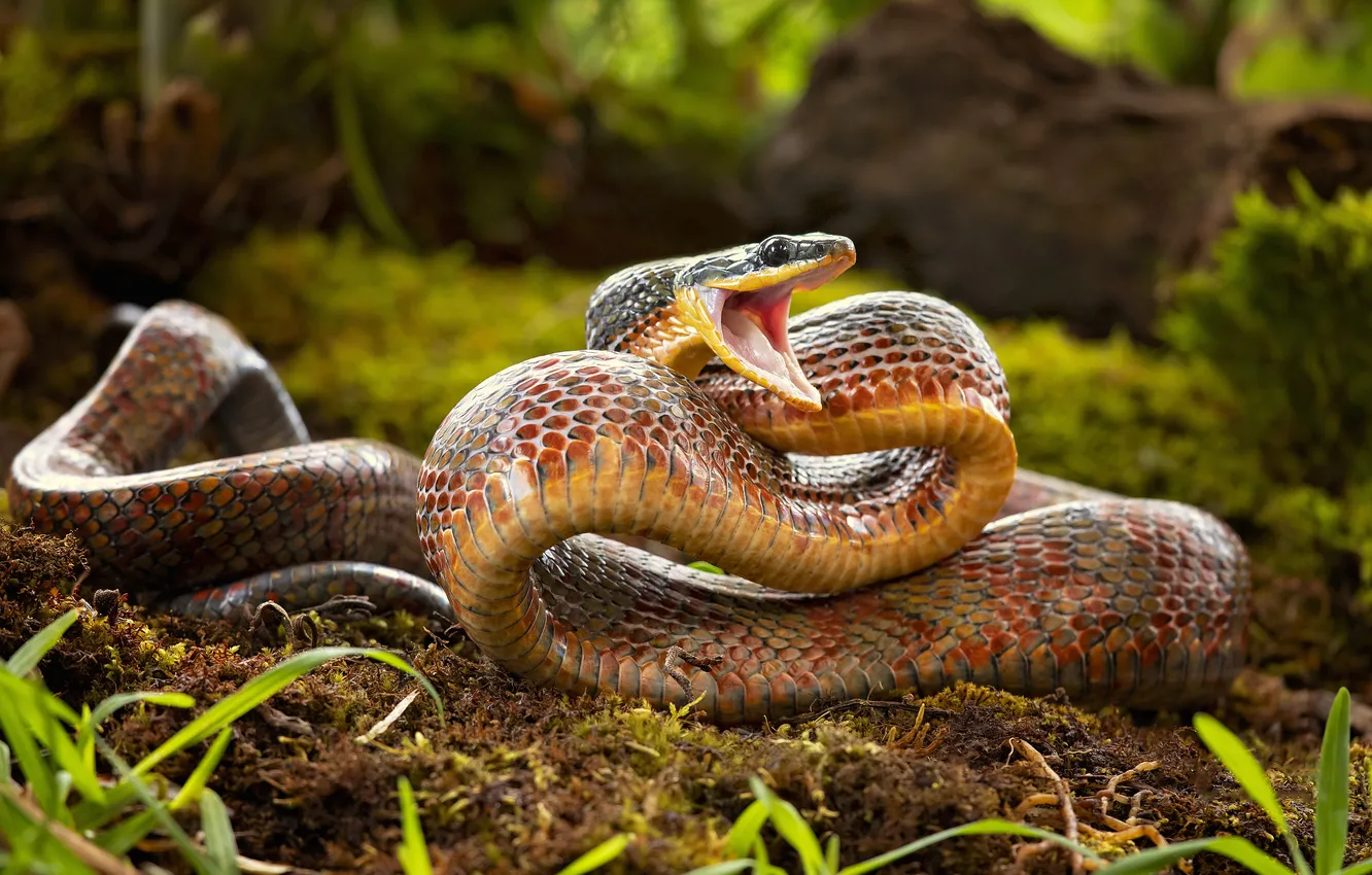 Photo wallpaper grass, look, nature, pose, glade, snake, mouth, log