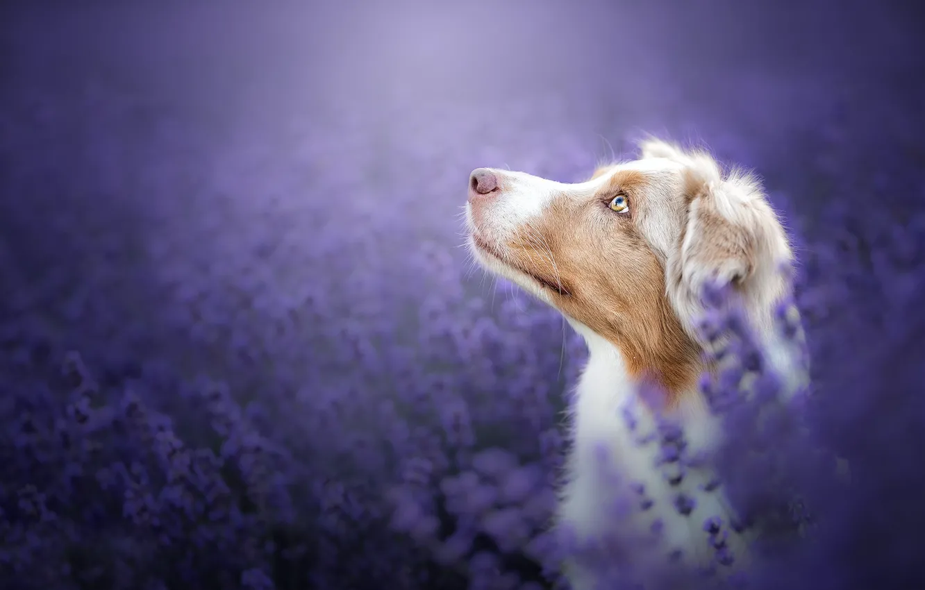 Photo wallpaper face, flowers, background, portrait, dog, profile, lavender, bokeh