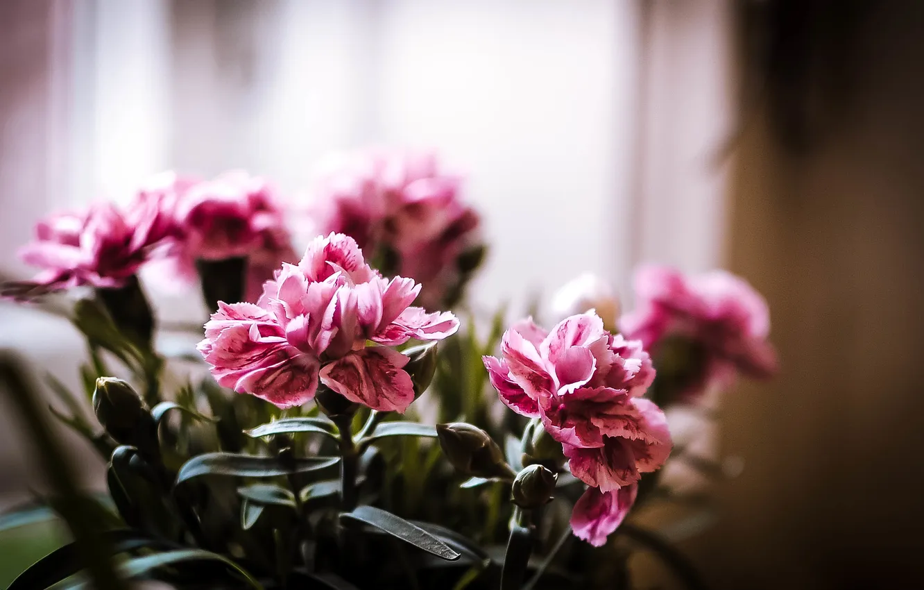 Photo wallpaper macro, flowers, pink, bouquet, spring, pot, flowering, cysts