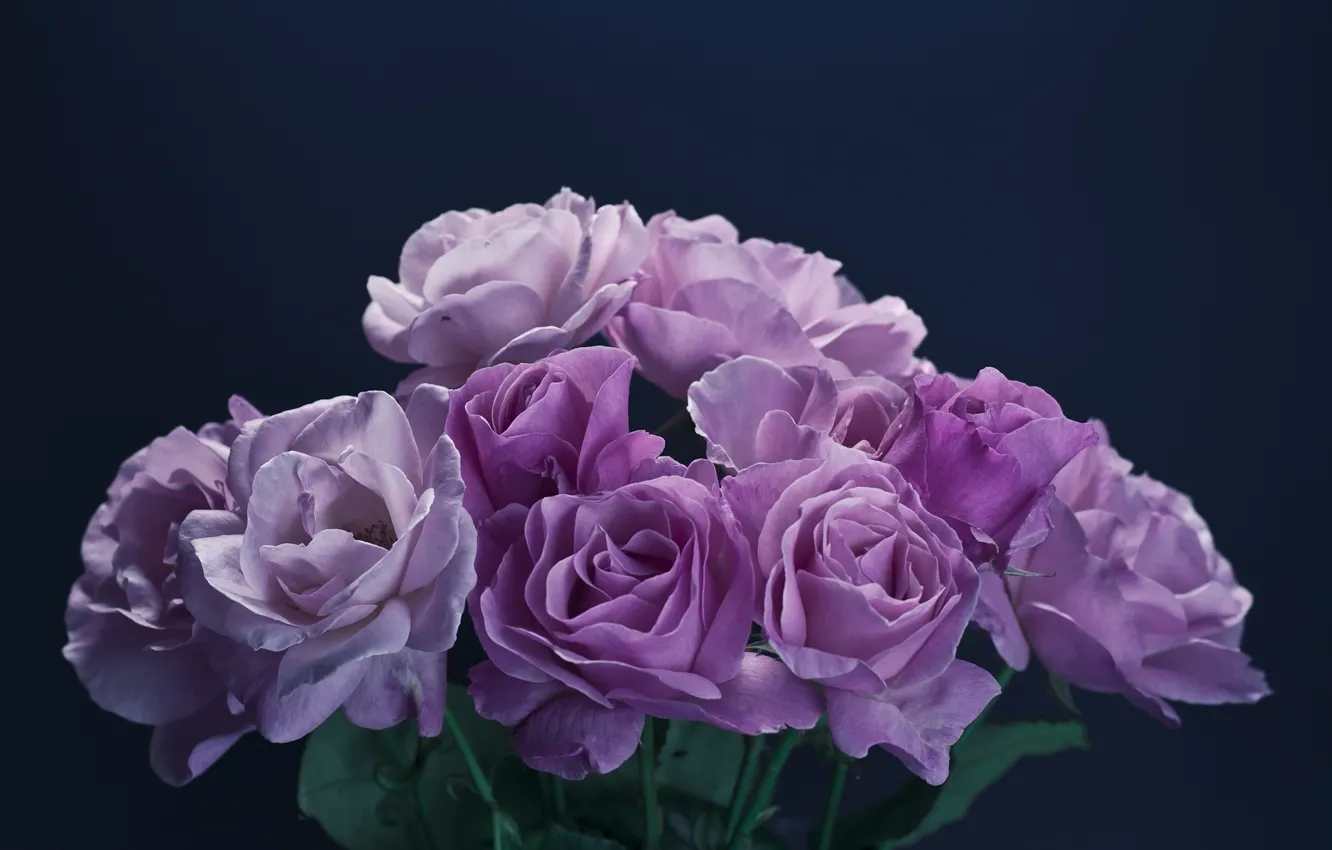 Photo wallpaper flowers, background, bouquet, lilac roses