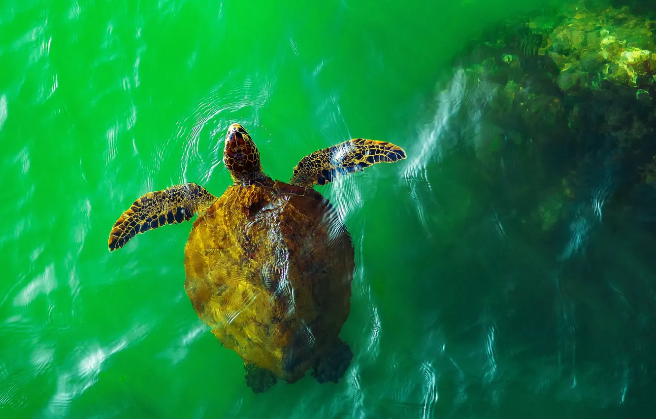 Photo wallpaper sea, water, turtle, sea turtle