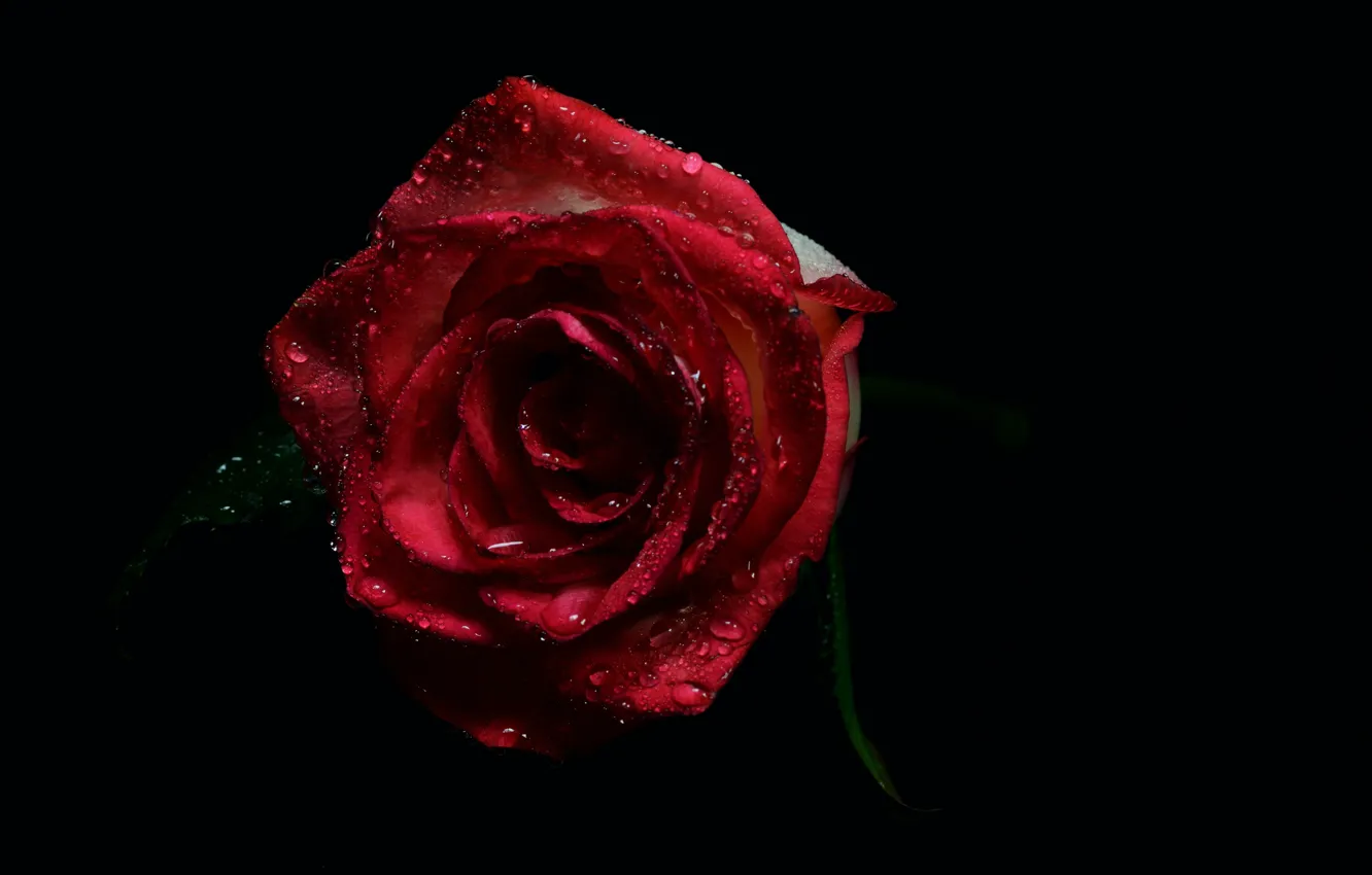 Photo wallpaper roses, rose, black background, water drops, water drops, flora, black background, flora