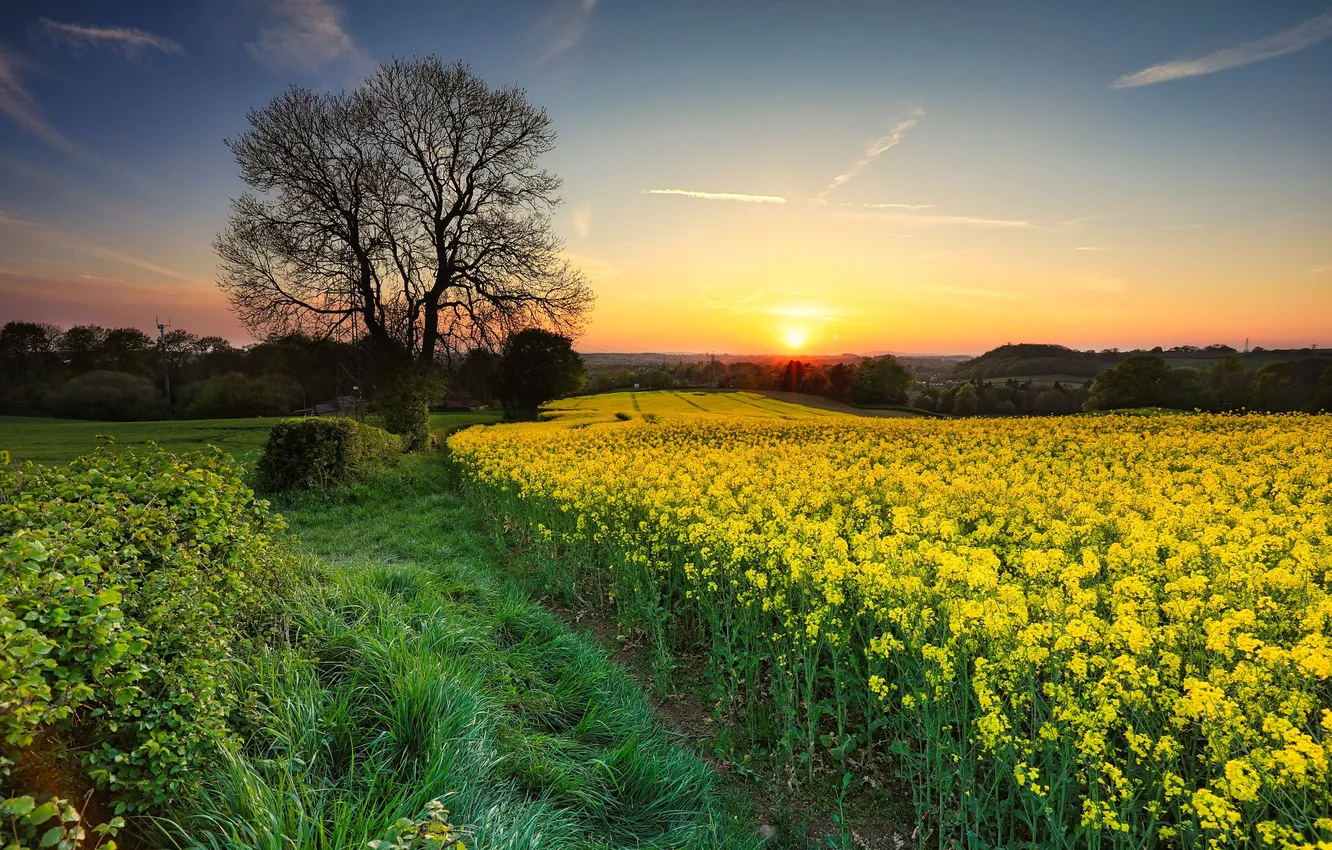 Photo wallpaper field, trees, rape, rapeseed field