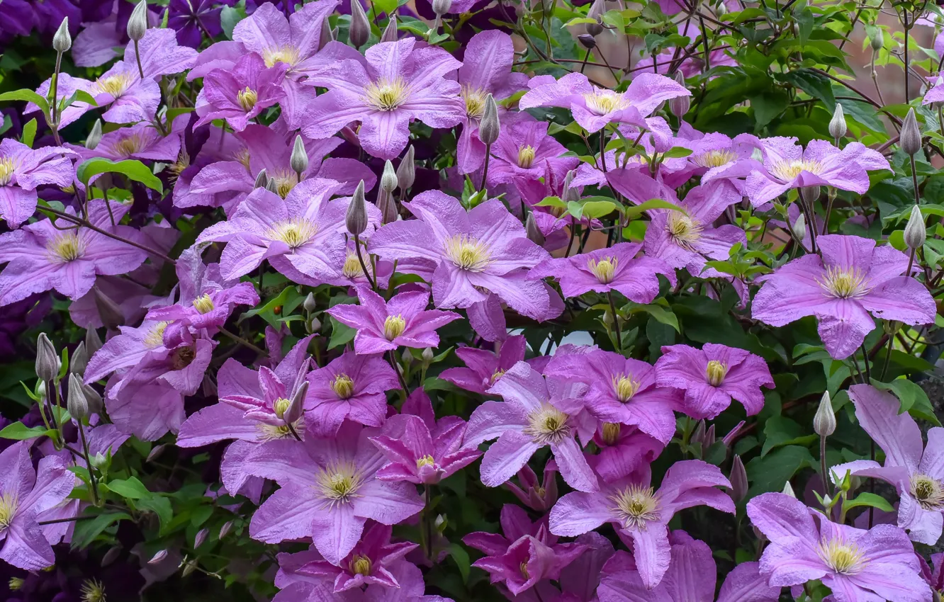 Photo wallpaper lilac, clematis, clematis