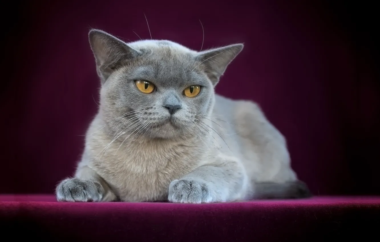 Photo wallpaper cat, look, pose, kitty, face, Gremlins, Oriental, Oriental cat