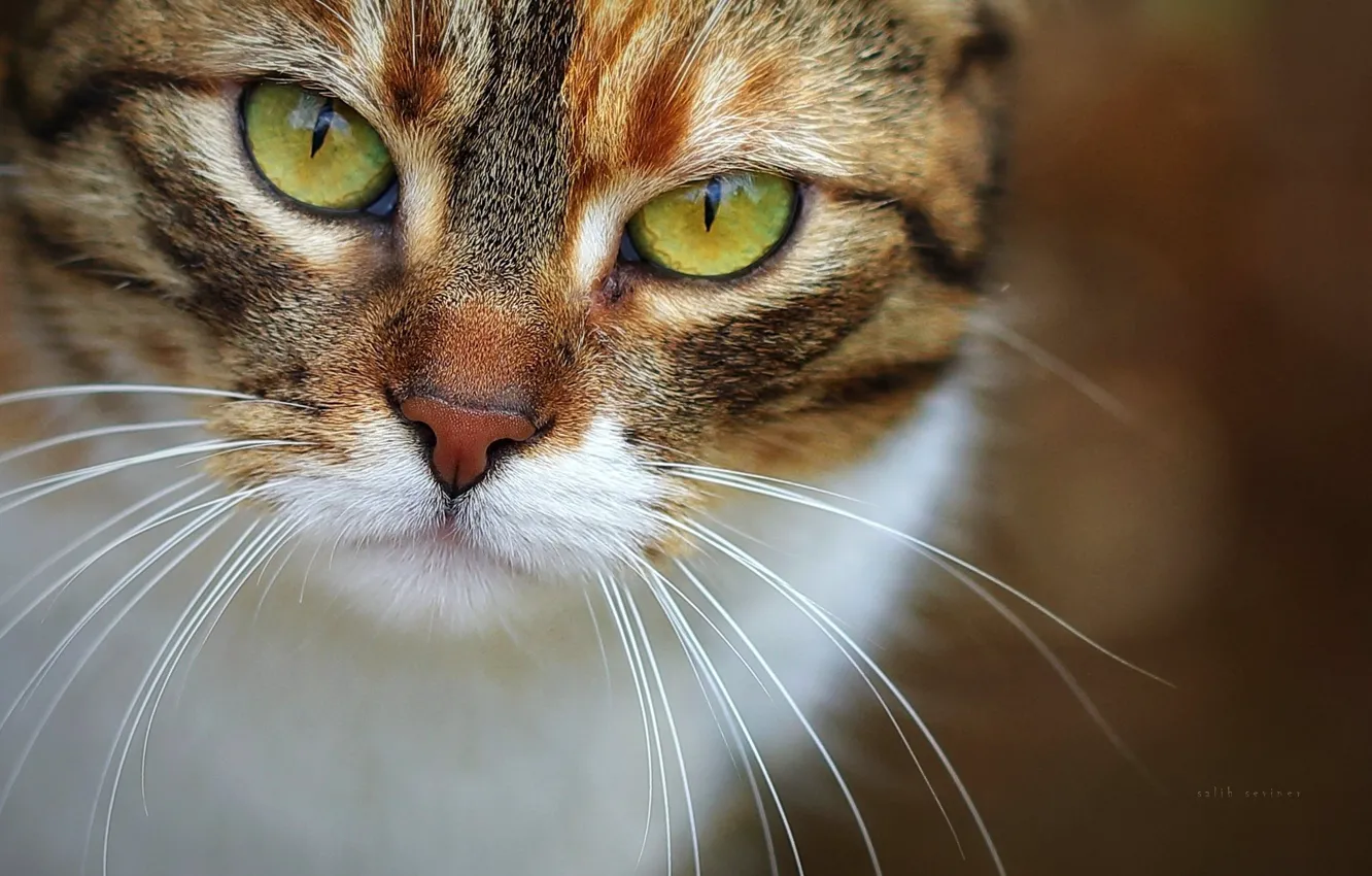 Photo wallpaper cat, cat, mustache, look, muzzle, vibrissae