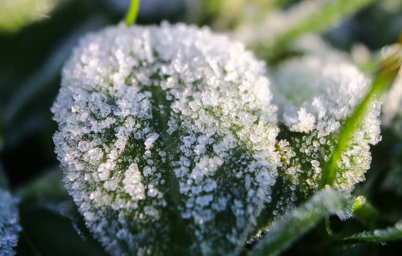 Photo wallpaper greens, leaves, snow, ice